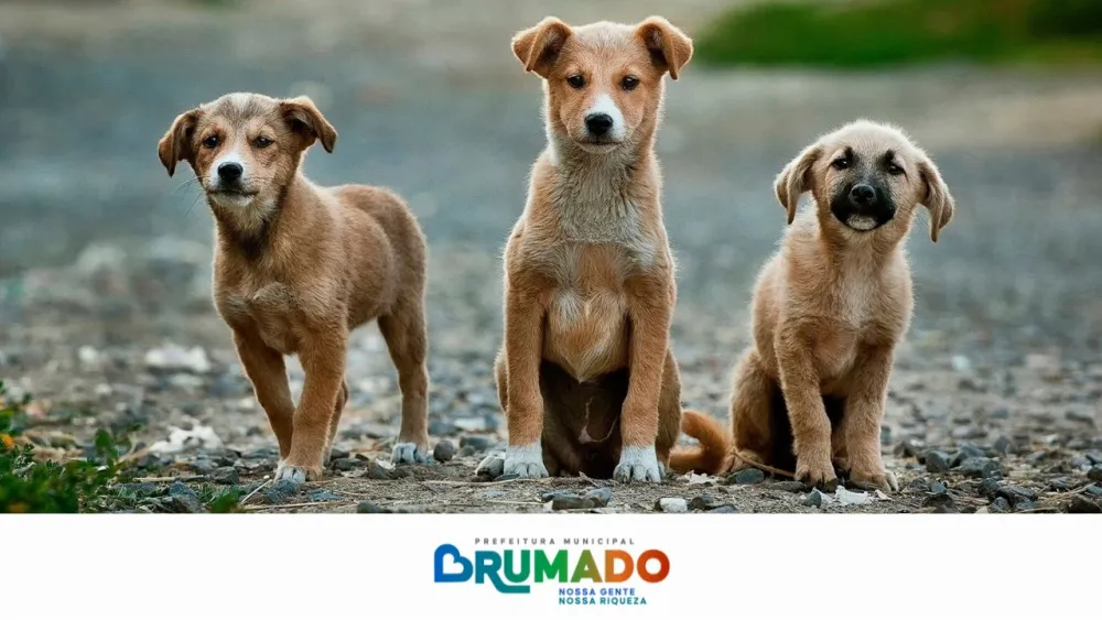 Prefeitura firma termo de parceria com a ONG AuAu para realizar ações e atendimento de animais em Brumado 