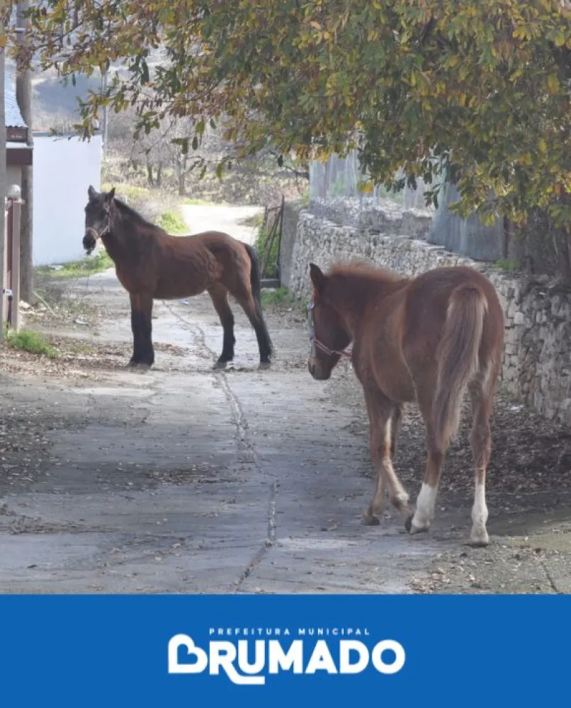 Prefeitura intensifica fiscalização de animais de médio e grande porte nas vias públicas 
