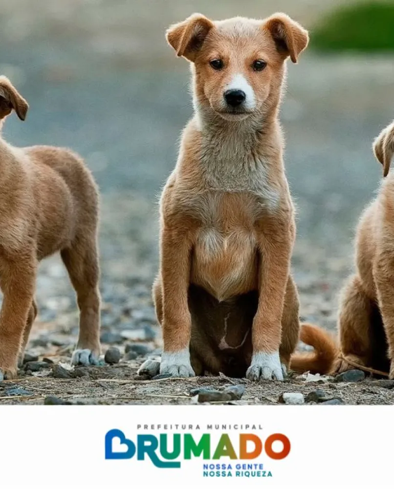 Prefeitura firma termo de parceria com a ONG AuAu para realizar ações e atendimento de animais em Brumado 