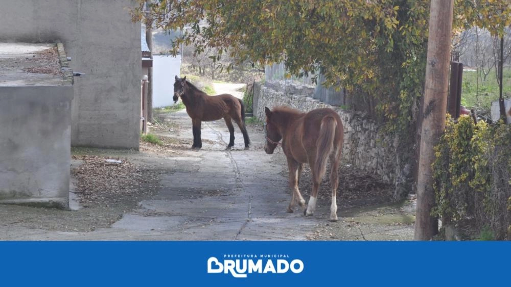Prefeitura intensifica fiscalização de animais de médio e grande porte nas vias públicas 